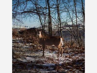 COVID 19: Deer In Staten Island Are infected With Coronavirus.