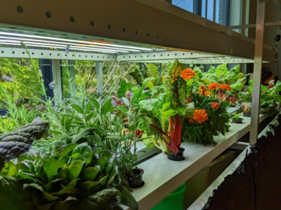BRONX: Early College Academy And The Longwood Academy Of Discovery Celebrate Official Opening Of Hydroponic Classrooms