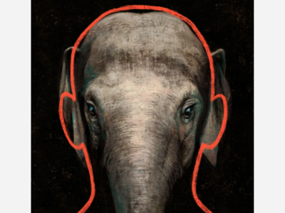 SURPRISE: Bronx Zoo Elephant Named Happy Isn’t A Person, New York's Top Court Rules
