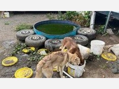 STATEN ISLAND: Prosecutors Say A Man Kept Two Dozen Huskies In Squalid Trailers On A Fenced-Off Lot
